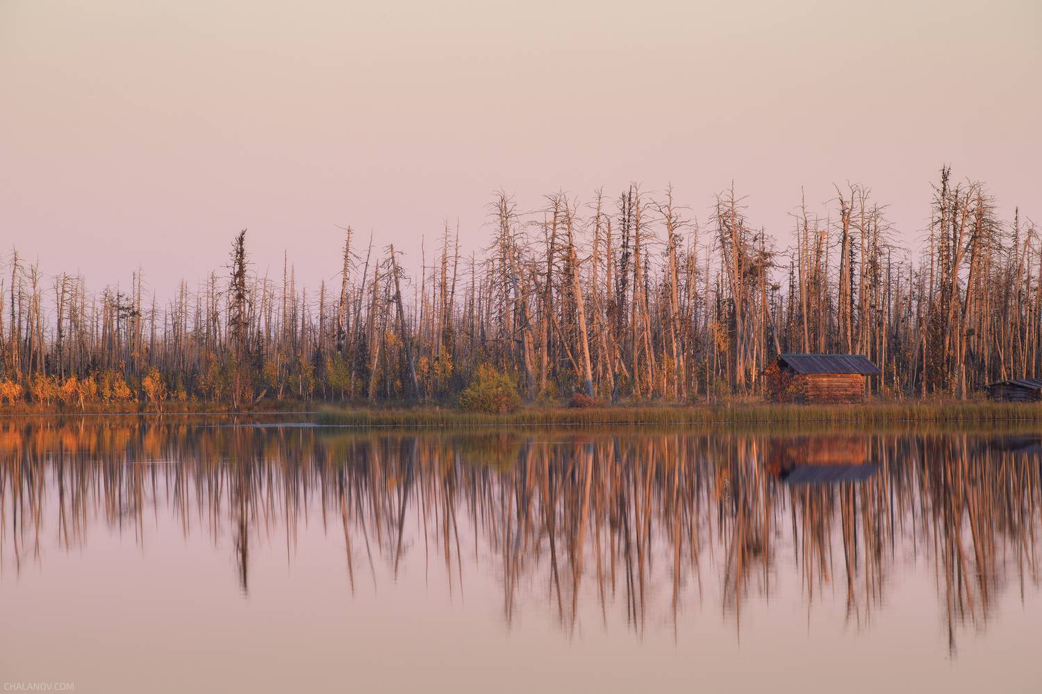 пейзаж, закат, сосны, болото, север, озеро, landscape, sunset, swamp, north, pines, lake, hut, cabinlog, cabin, изба, деревья, домик, Чаланов Иван