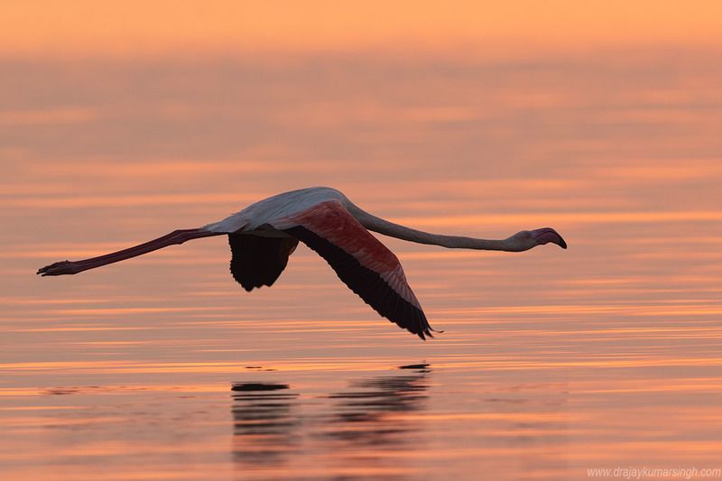 Greater flamingos  flight sunrise Greater flamingos photo preview