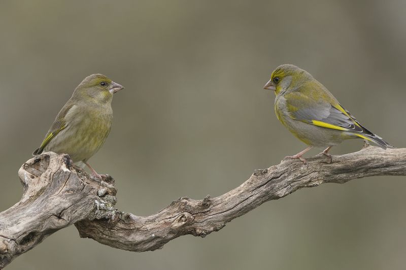 Обыкновенная зеленушка фото превью