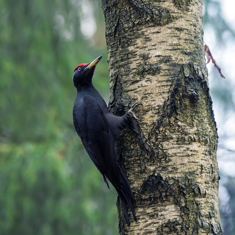 дятел, черныйдятел, woodpecker, птицы, birds, birdwatching, nikon, nikonrussia, birding, фотоохота, фотоптиц Желнаphoto preview