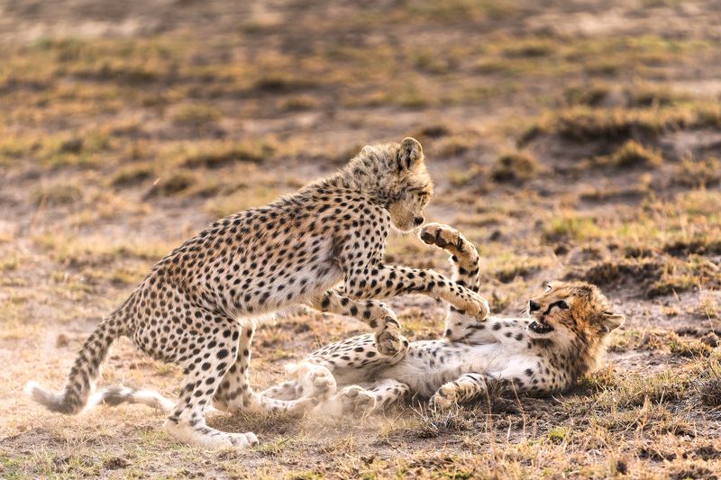 Morning playphoto preview