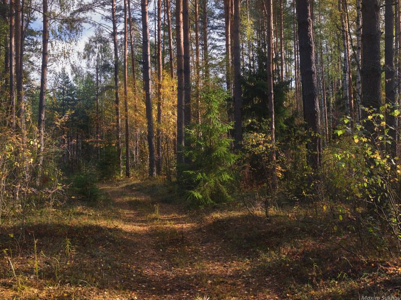 Лес, бор, сосны, осень, день, октябрь, елочки Дорогой октябряphoto preview