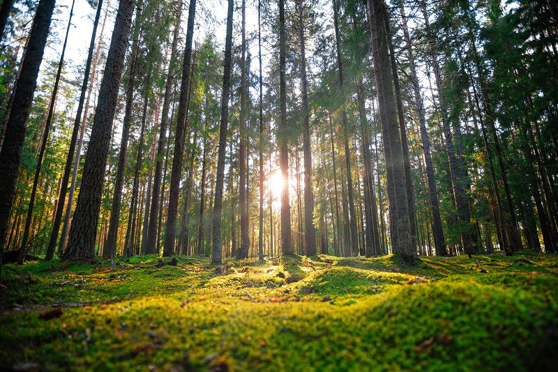 Закатная, Селигерскаяphoto preview