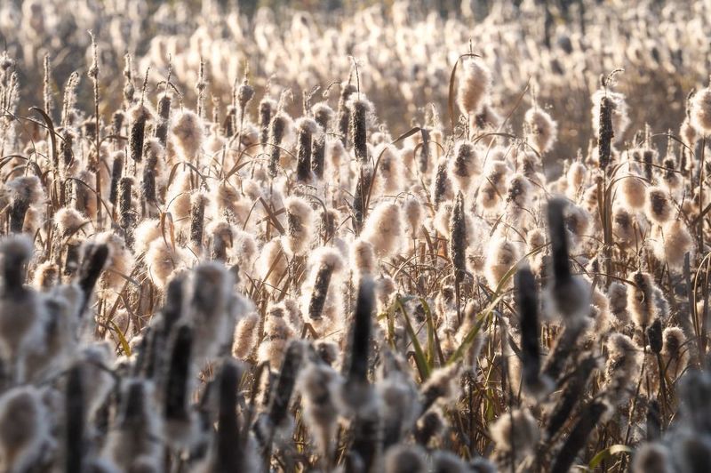 Камышинный пух…  Reed fluff...photo preview