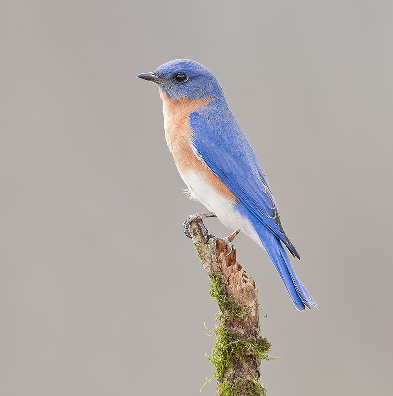 восточная сиалия, eastern bluebird, bluebird Eastern Bluebird, male -Восточная сиалия, самец фото превью