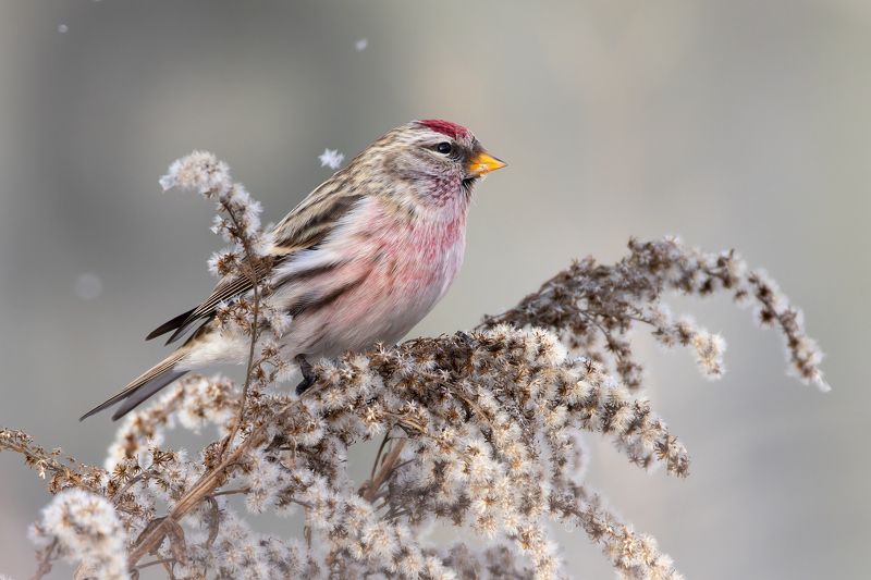 чечетка, птицы, фото птиц Чечетка.photo preview