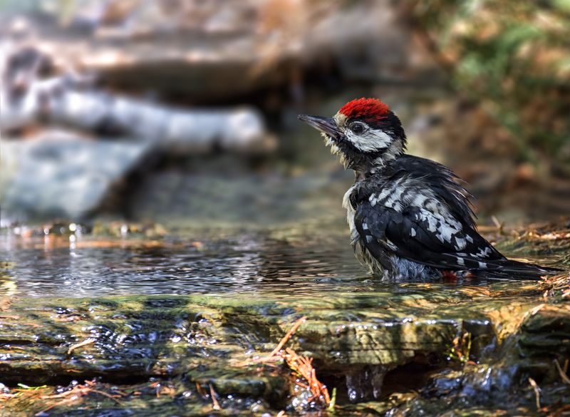 птица, дятел, купание, ручей, купание дятлаphoto preview