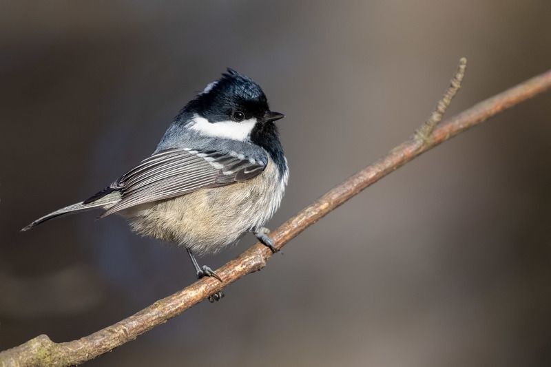 птицы, Подмосковье, Periparus ater ***photo preview