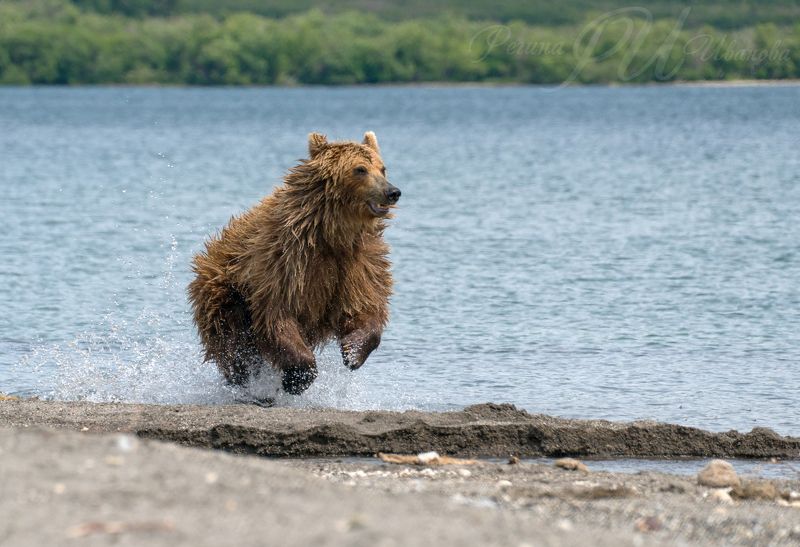 #медведикамчатки #камчатка Весельчакphoto preview