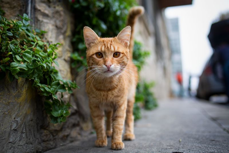 Рыжикphoto preview