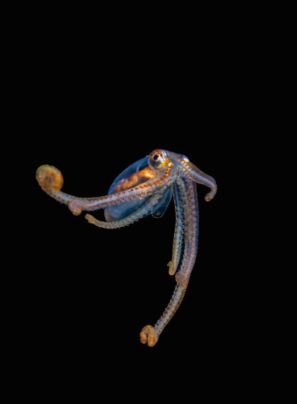 Underwaterphoto preview