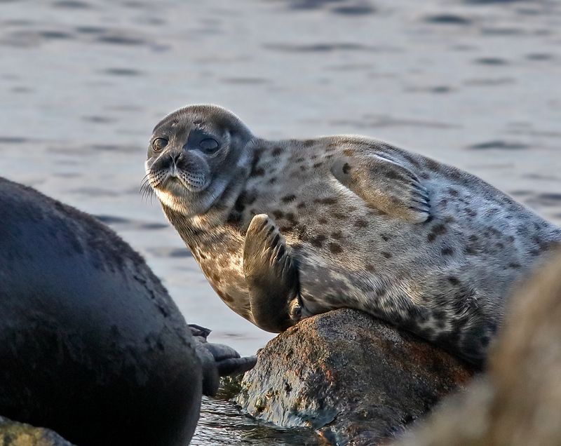 «Сиеста»photo preview