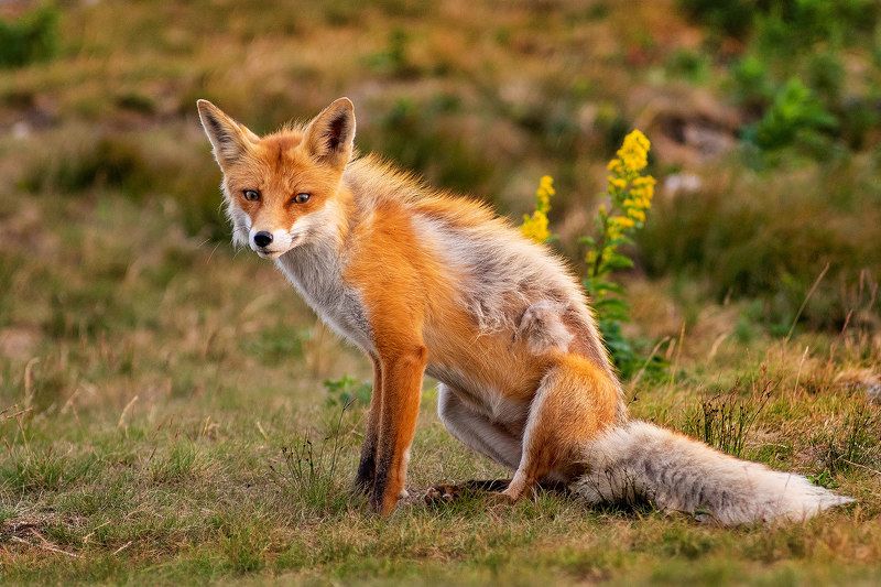 лиса, лисица, лис, лисы, животные, млекопитающие, природа, живность, таганай Мультяшный лис.photo preview