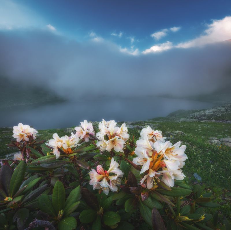 горы,рододендрон,облака,горное озеро Цветы горных озерphoto preview