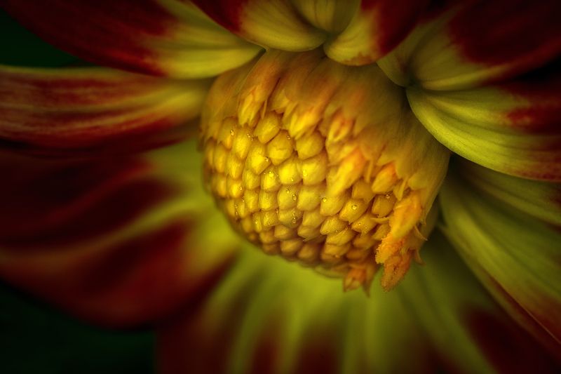 цветок, флора, макро ⠀⠀⠀photo preview