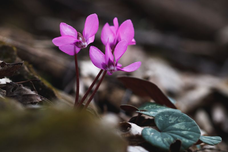 цикламен, первоцветы, адыгея, природа, растения, цветы, лагонаки Вестники весны - цикламены фото превью