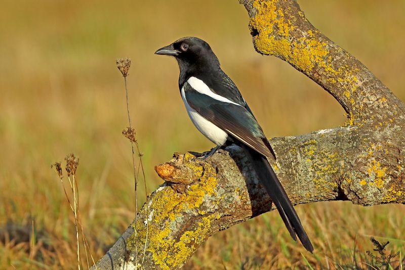 сорока. В лучах ноября.photo preview