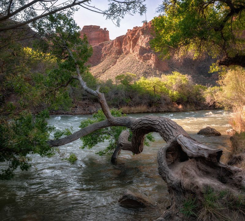 юго-восточный казахстан, северный тянь-шань, горы, чарынский каньон, река чарын, реликтовая роща, согдийский ясень Казахстан. Чарынский каньонphoto preview