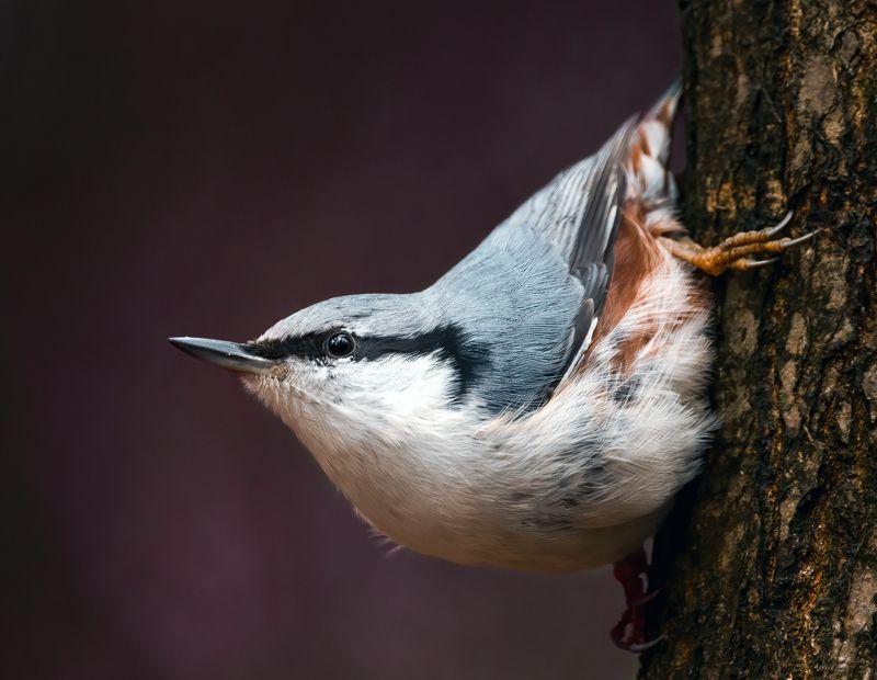 поползень, nuthatch, птицы, birds, birdwatching, nikon, nikonrussia, birding, фотоохота, фотоптиц Поползеньphoto preview
