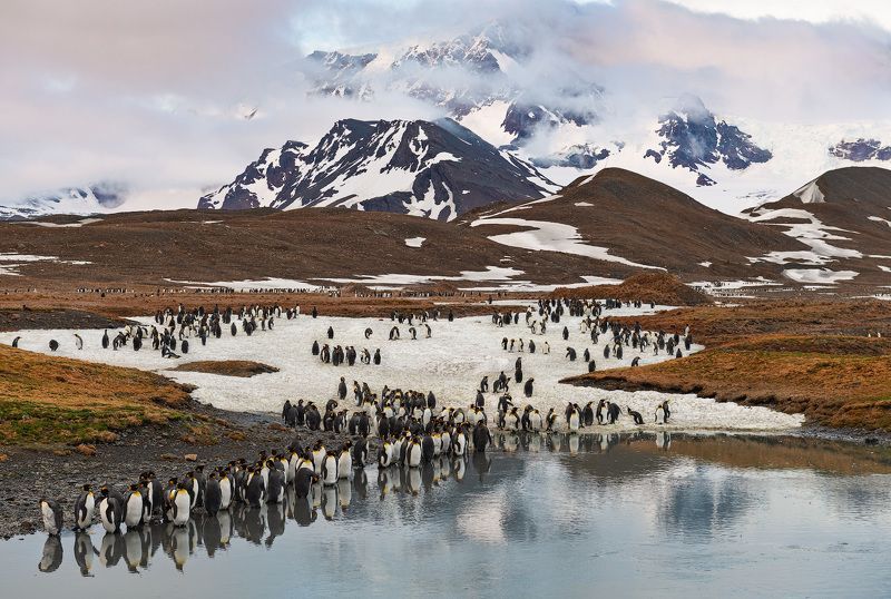 Пейзаж с пингвинамиphoto preview