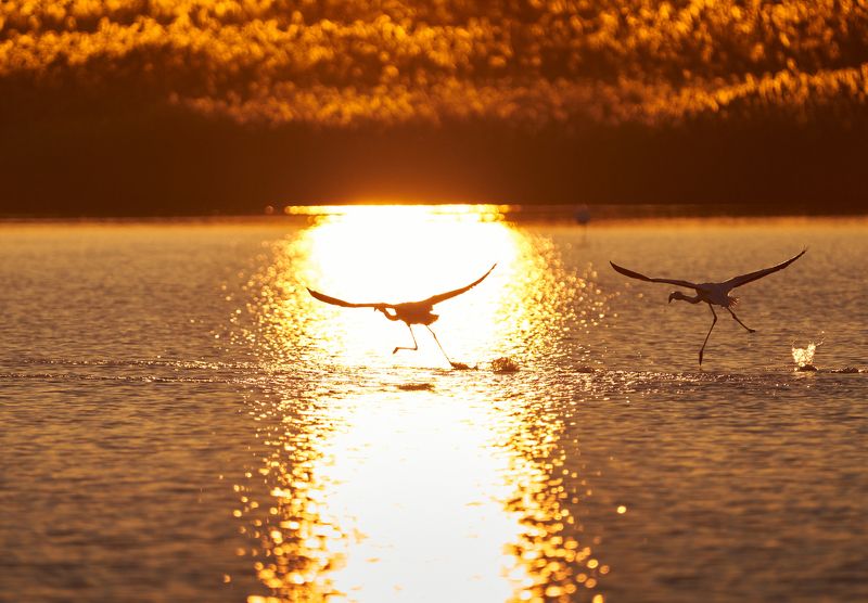 Icarus and Daedalusphoto preview