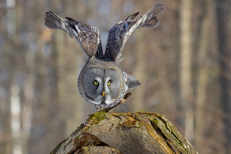 бородатая неясыть злая бабочкаphoto preview