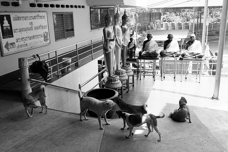 жанр, стрит, тай, street photo, travel photo, bw street photo, tailand, репортаж, buddism, temple, храм, буддизм, собаки, dogs :)photo preview