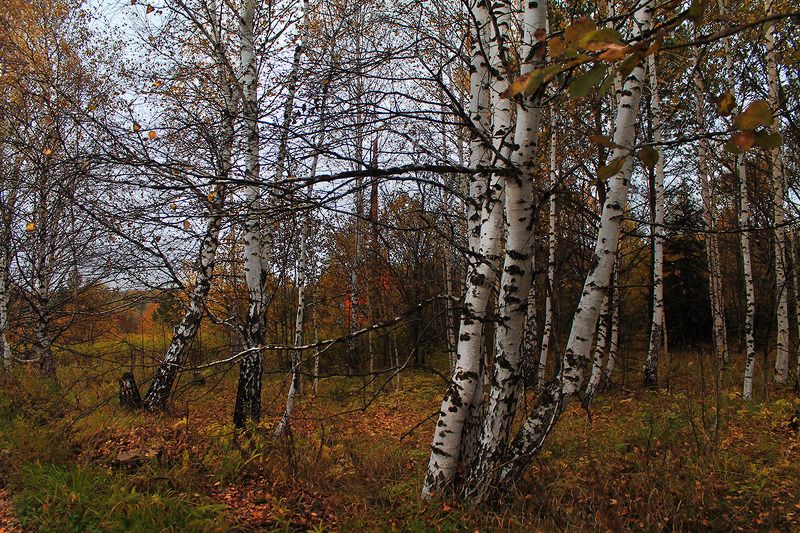 осень, сибирь, россия .photo preview