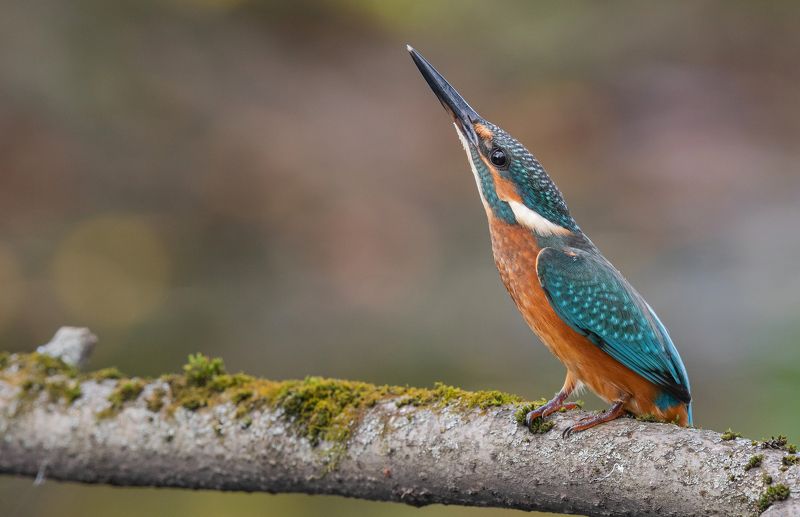 птица, птенцы, зимородок, лето, весна, фотоохота, В струнуphoto preview