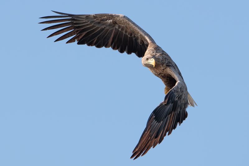 Bielik, ptak, ptak drapiezny, Haliaeetus albicilla, bird of prey Ptak drapiezny Bielikphoto preview