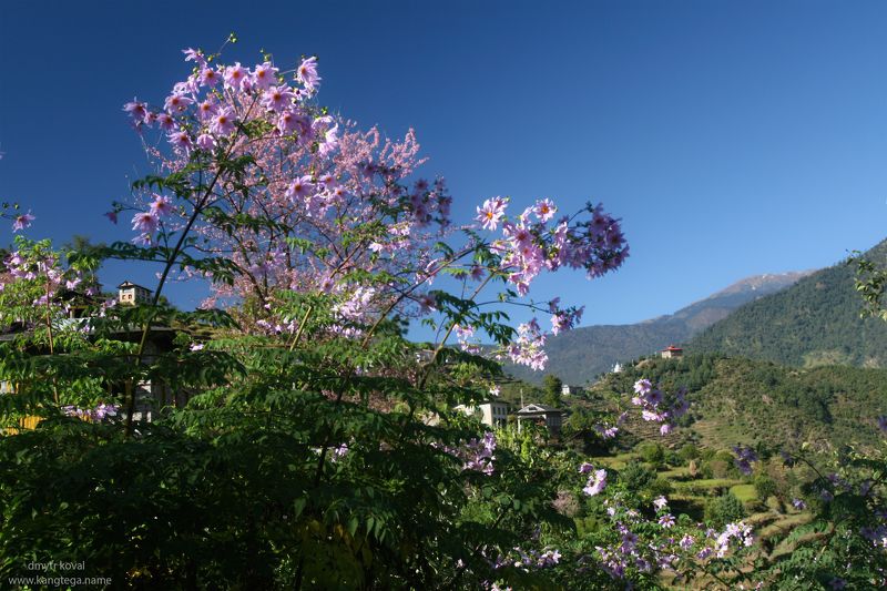 гималаи и крым вне треков, пейзаж как магия В мире гигантских георгинphoto preview