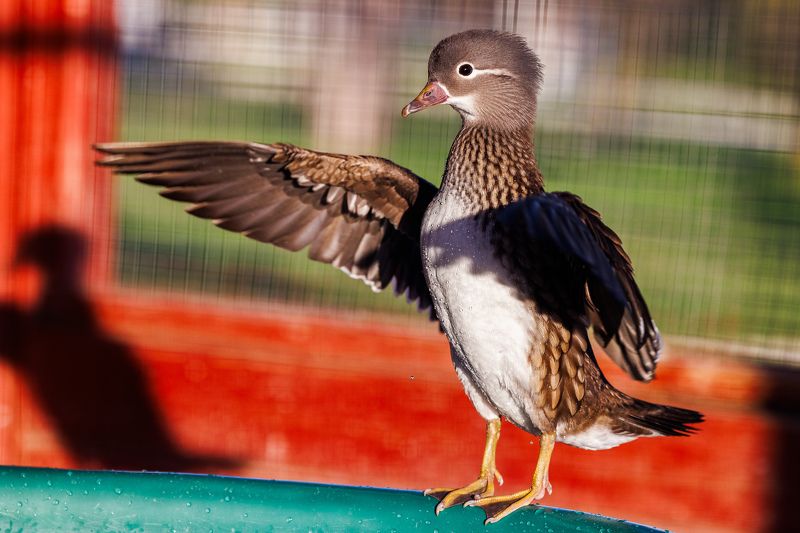 #bird #birdphotography #animallovers #naturelovers #natureworld_photography #planetbirds #planetearth #юмор #fauna #мандаринка #птицы #природа #животные Регулировщикphoto preview