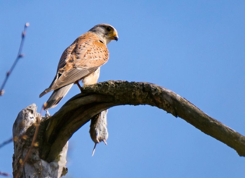 пустельга, соколиные, хищник, добыча, птицы, фотоохота, природа, falcon, birds, nature, predator Пустельга с добычейphoto preview