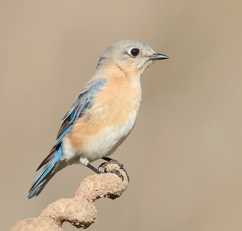 восточная сиалия, eastern bluebird, bluebird Eastern Bluebird, female -Восточная сиалия. самкаphoto preview