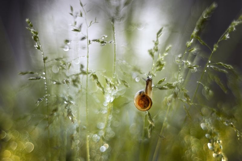 улитка, макро, роса Улиткаphoto preview