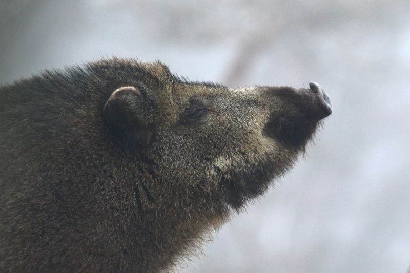 природа, животные, звери, млекопитающие, кабан, лес, самарская область, анималистика Вдыхая запахи лесаphoto preview