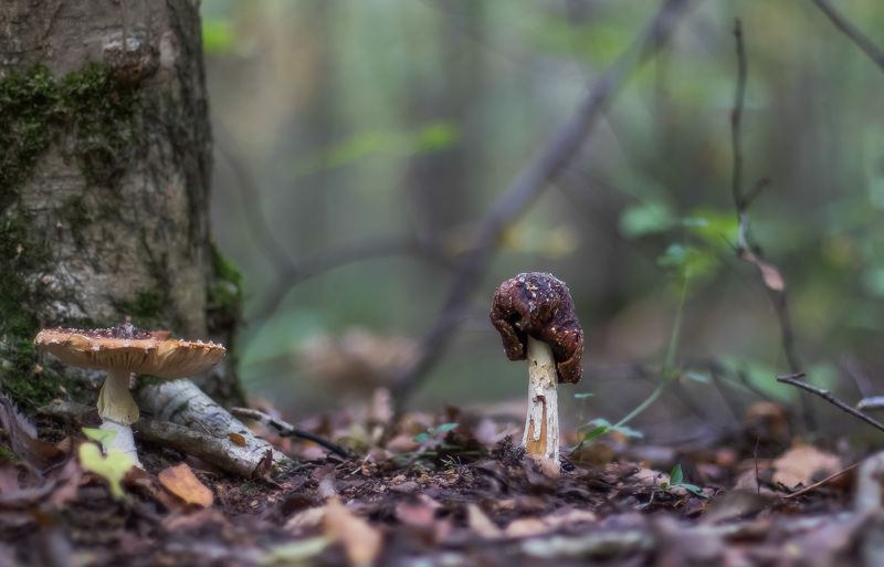 мухомор, грибы, макро Время беспощадноphoto preview