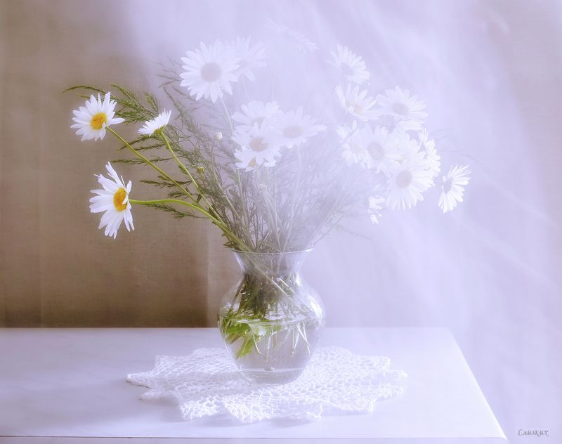 ромашки,вуаль,свет,лето, ***photo preview