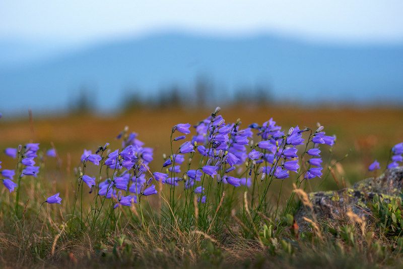 цветы, цветок, колокольчики, таганай, урал, горы, скалы, камни Цветы Дальнего Таганая.photo preview