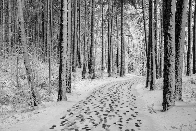 парк, тропинка, следы, лес, деревья, снег, зима Многоходовочкаphoto preview