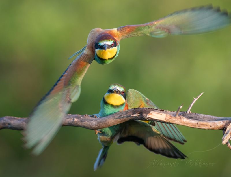 щурки Любовь окрыляетphoto preview