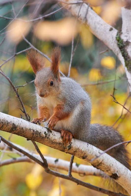 Sciurus vulgaris, volgograd, russia, wildlife, squirrel, белка,  Sciurus vulgarisphoto preview