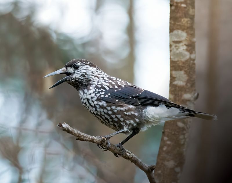 nutcrecker, кедровка, птицы, birds, birdwatching, nikon, nikonrussia, birding, фотоохота, фотоптиц Кедровкаphoto preview