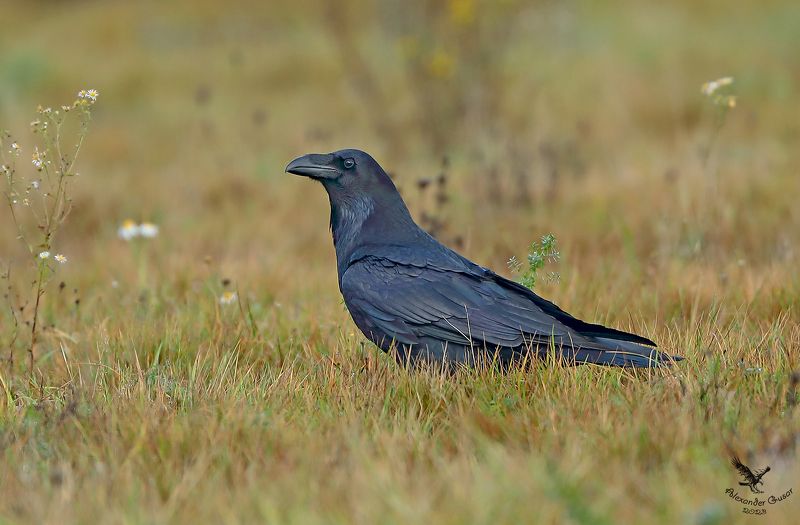 ворон. Чёрный ворон.photo preview