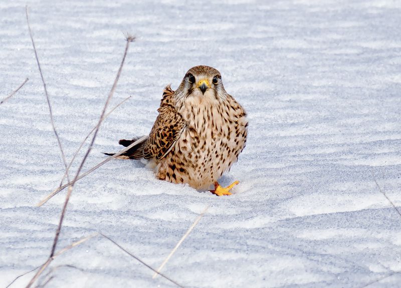 птица пустельга, Пустельга.photo preview