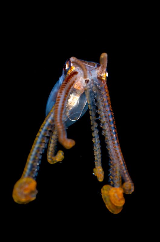 Longarm Octopus photo preview