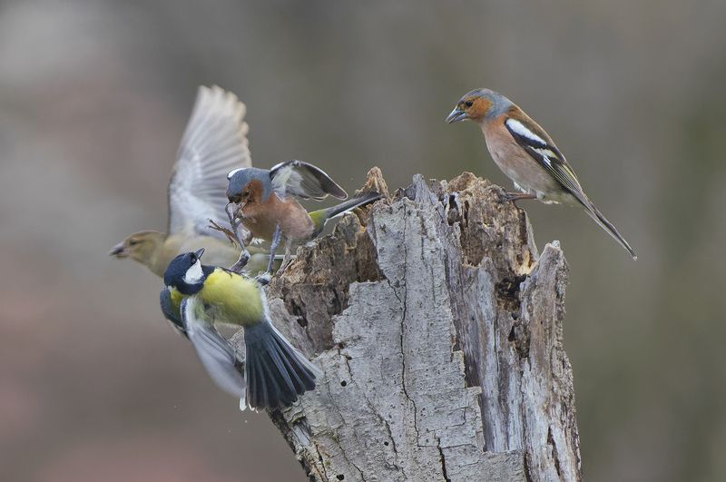 Битваphoto preview