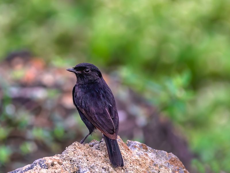 closeup, bird, birds, wild, wings, beauty, nature, swan, feather, spread, little sparrow,animal,animals,nikon,tailorbird,portraitm,eyes,eagle,kite,flying,sky,prey Song Birdphoto preview