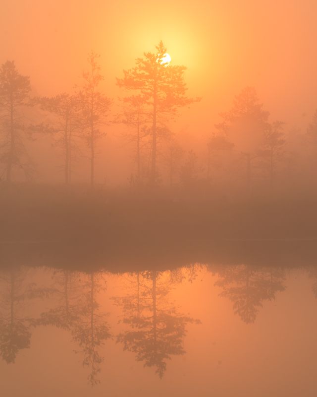 #estonia, #estoniabogs, #nature_of_estonia, #naturephotography, #naturelovers, #sunrise_sunset_photogroup, #sunriseoftheday, #foggymorning, #foggy, #goldenlight, #goldensunrise, #bog, #bogsofestonia, #kõnnusuursoo, #hikingtrails, #goldenhour, #goldengram, ---photo preview