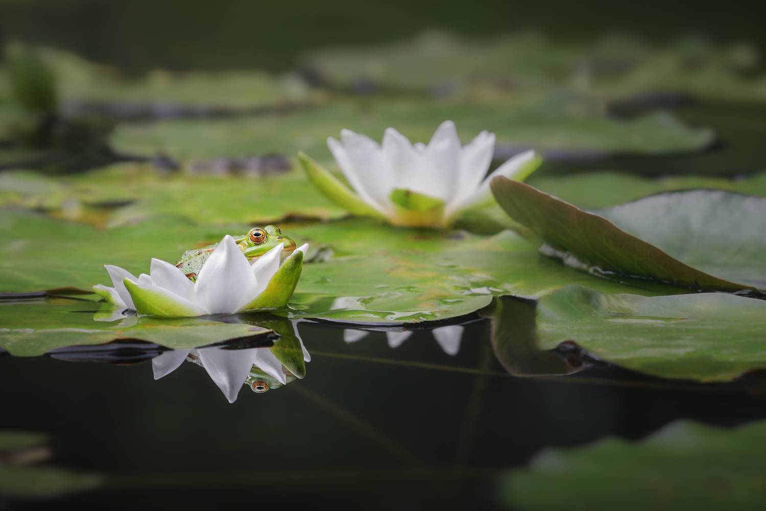 лягушка, Андрей